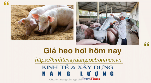 Giá heo hơi hôm nay 18/12: Ổn định và đi ngang