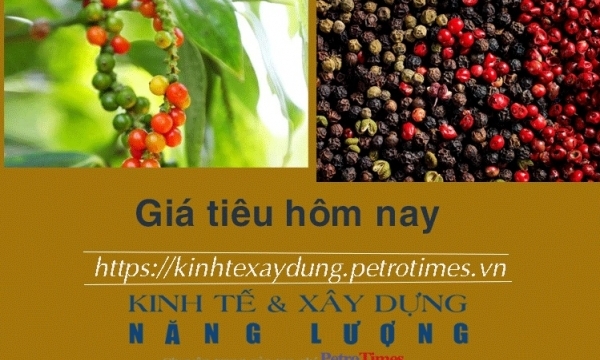 Giá tiêu hôm nay 28/12: Tiếp tục tăng phiên thứ tư liên tiếp