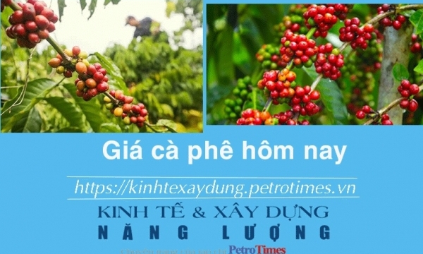 Giá cà phê hôm nay 3/1: Robusta giảm mạnh, Arabica tăng trở lại