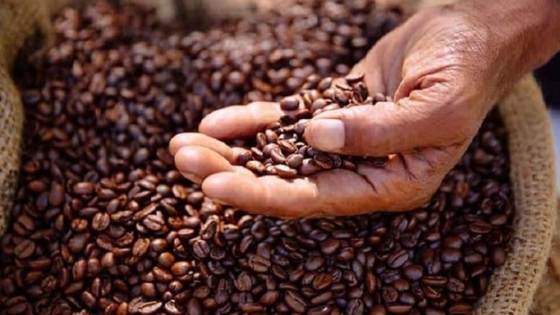 Giá cà phê Việt Nam sắp phá đỉnh lịch sử