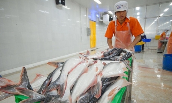 Cá tra Việt Nam chiếm một nửa thị phần tại UAE
