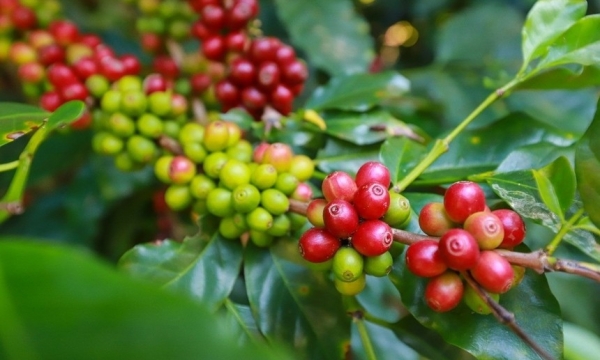 Giá cà phê bất ngờ lao dốc