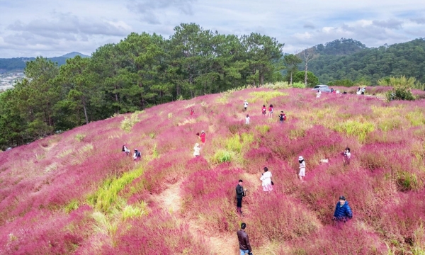 Đà Lạt mùa đông - Cổ tích hồng trên đồi cỏ lau