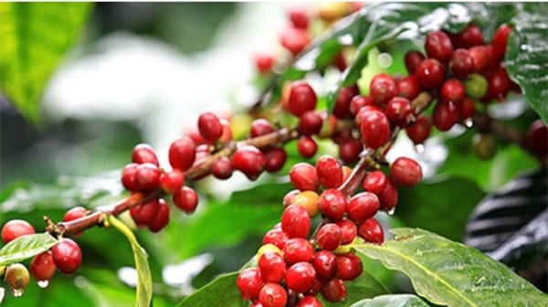 Giá cà phê hôm nay 11/12: Điều chỉnh nhẹ