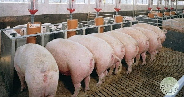 Kết lại năm 2022 nuôi heo của các 'đại gia': ThaiHoldings nhảy vào đúng lúc thị trường xuống,...