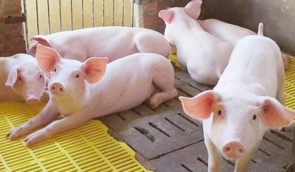Giá heo hơi hôm nay 8/2: Cao nhất 54.000 đồng/kg