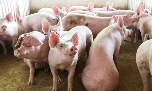 Giá heo hơi hôm nay 15/2: Điều chỉnh giảm ở một số nơi