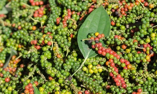 Giá tiêu hôm nay 21/2: Tiếp tục tăng thêm 500 đồng/kg