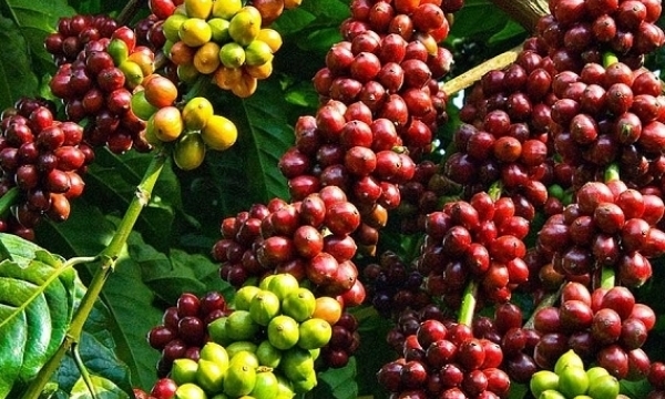 Giá cà phê hôm nay 24/2: Đạt mốc 48.000 đồng/kg
