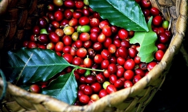 Giá cà phê hôm nay 28/2: Giữ mức ổn định