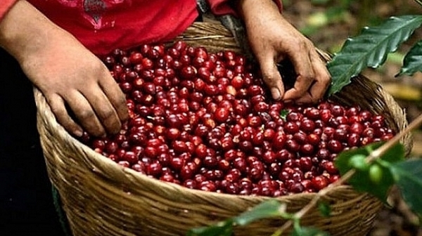 Giá cà phê hôm nay 1/3: Điều chỉnh giảm 200 đồng/kg