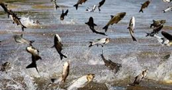 Cổ phiếu 'nữ hoàng cá tra' trượt về vùng đáy 17 tháng, triển vọng nào cho năm 2023?