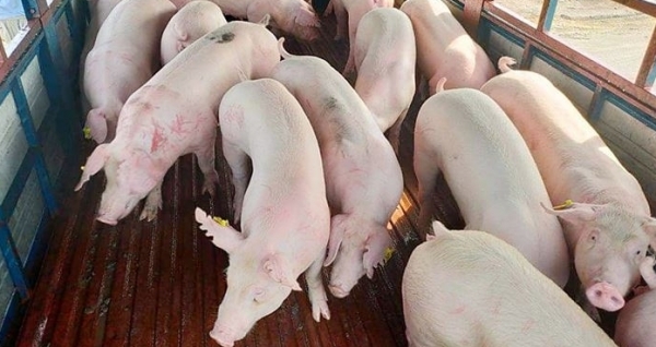 Giá heo hơi hôm nay 12/3: Giảm khắp 3 miền