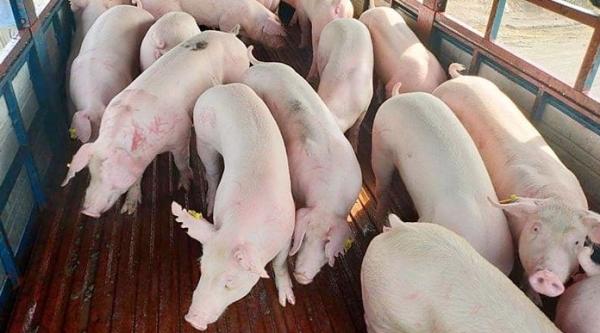 Giá heo hơi hôm nay 13/3: Đi ngang ngày đầu tuần