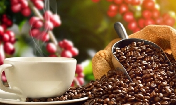 Giá cà phê hôm nay 15/3: Giảm mạnh ở trong nước và thế giới