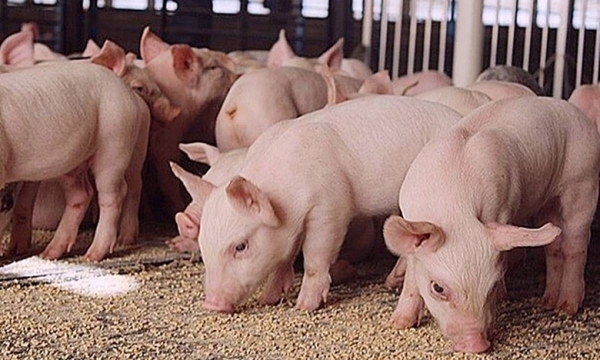 Giá heo hơi hôm nay 15/3: Không thay đổi ở ba miền