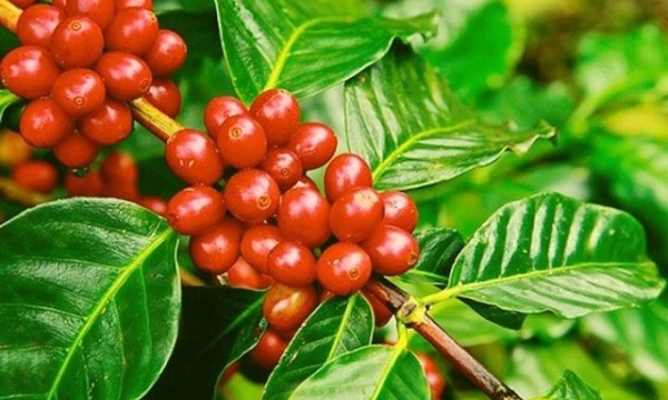 Giá cà phê hôm nay 16/3: Thị trường trong nước đi ngang