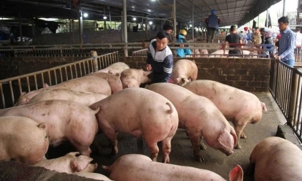 Giá heo hơi hôm nay 23/3: Tăng cao nhất 3.000 đồng/kg