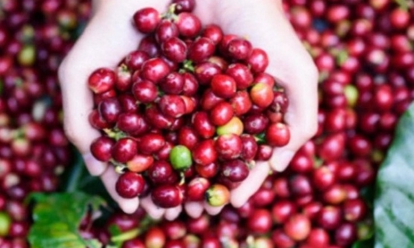 Giá cà phê hôm nay 27/3: Không có thay đổi