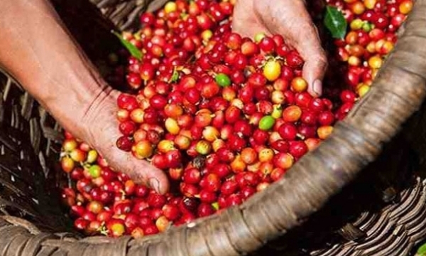 Giá cà phê hôm nay 31/3: Tăng mạnh 1.000 đồng/kg
