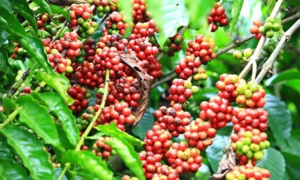 Giá cà phê hôm nay 10/4: Tiệm cận mốc 50.000 đồng/kg