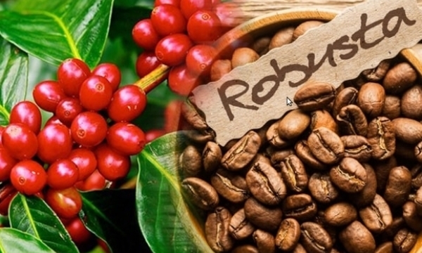 Giá cà phê hôm nay 12/4: Robusta tăng mạnh