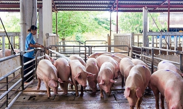 Giá heo hơi hôm nay 16/4: Miền Bắc và miền Nam tiếp tục tăng