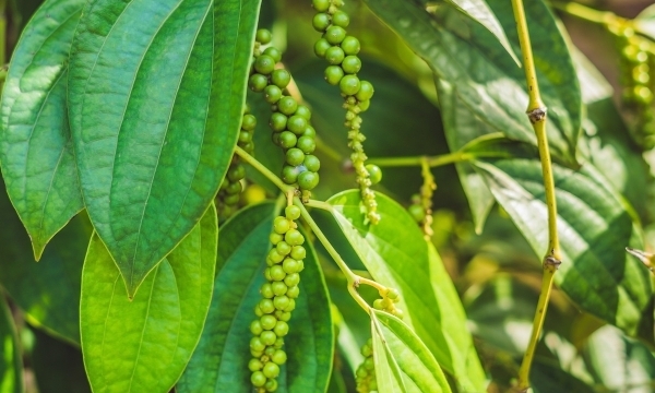 Giá tiêu hôm nay 26/4: Cao nhất ở mức 68.000 đồng/kg