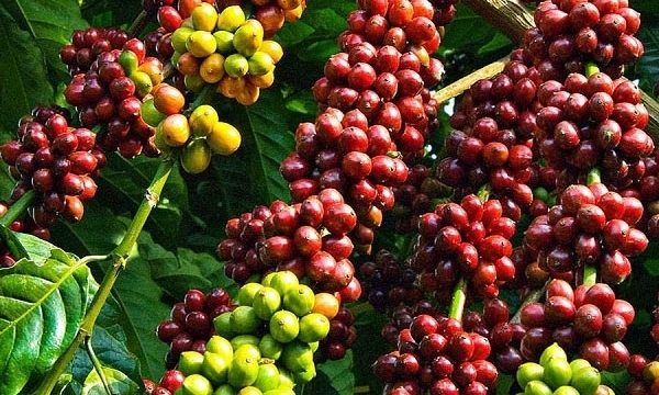 Giá cà phê hôm nay 27/4: Quay đầu giảm nhẹ