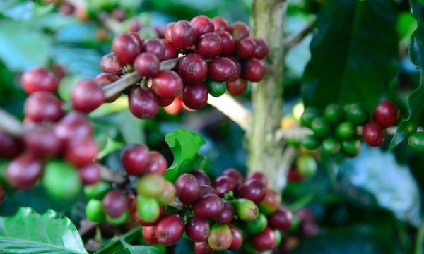 Giá cà phê hôm nay 29/4: Tiếp tục giảm nhẹ