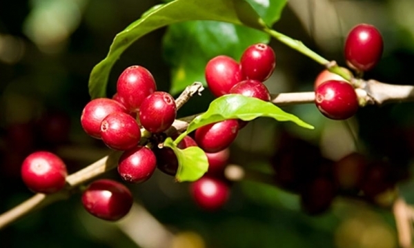 Giá cà phê hôm nay 1/5: Robusta tăng nhẹ