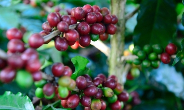 Giá cà phê hôm nay 5/5: Thị trường chững lại