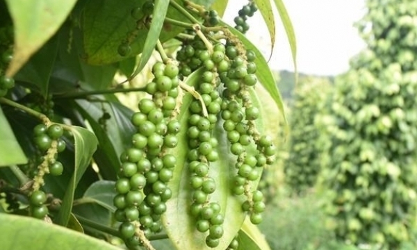 Giá tiêu hôm nay 10/5: Tiếp đà tăng