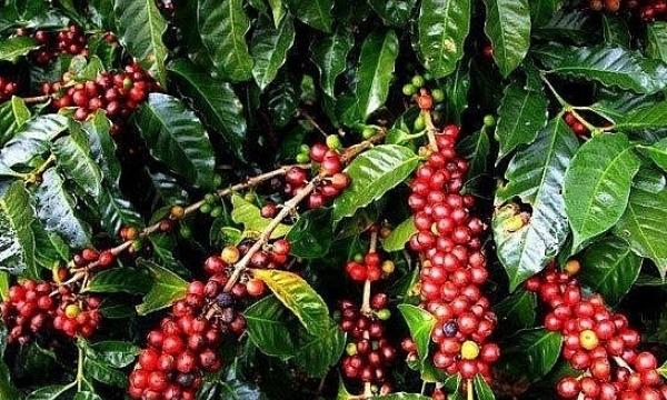 Giá cà phê hôm nay 11/5: Thị trường biến động nhẹ