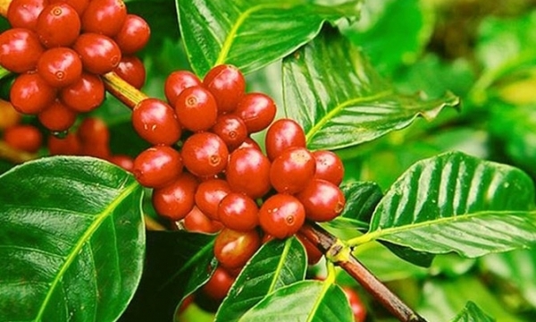 Giá cà phê hôm nay 15/5: Xu hướng đi ngang