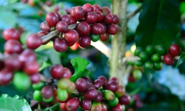 Giá cà phê hôm nay 19/5: Vượt mốc 58.000 đồng