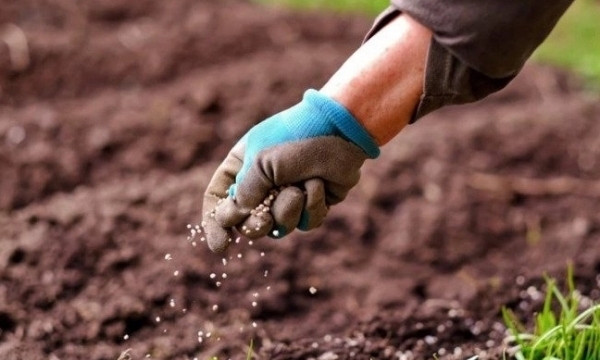 Giá phân bón hôm nay 20/5: Giao dịch Urê nội địa tăng