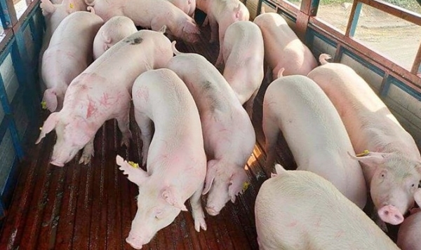 Giá heo hơi hôm nay 9/6: Biến động trái chiều