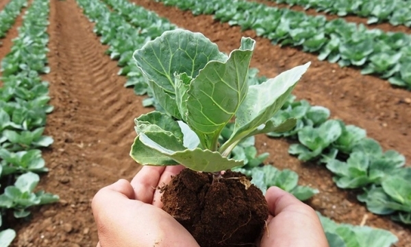 Giá phân bón hôm nay 9/6: Giao dịch chậm