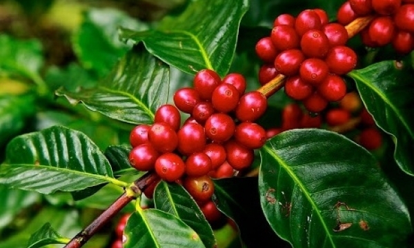 Giá cà phê hôm nay 13/6: Điều chỉnh tăng nhẹ