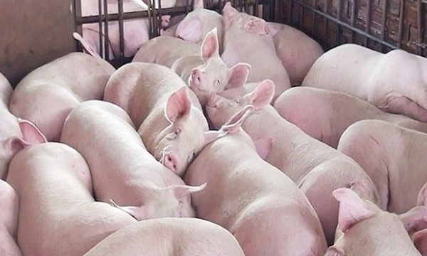 Giá heo hơi hôm nay 13/6: Biến động không đồng nhất tại 3 miền