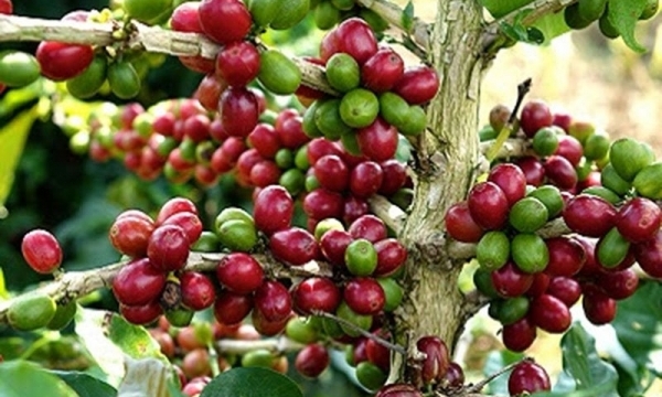 Giá cà phê hôm nay 15/6: Quay đầu tăng nhẹ