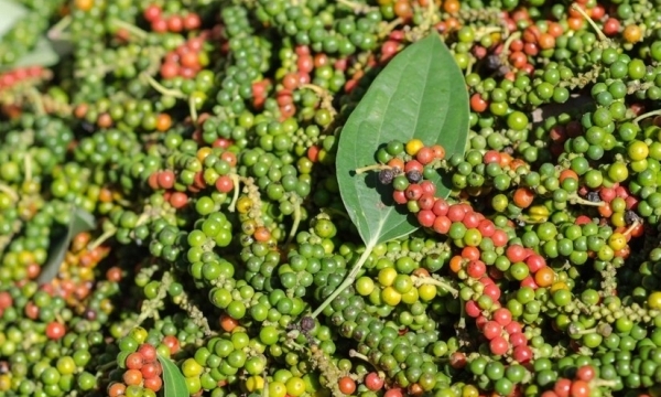 Giá tiêu hôm nay 15/6: Bất ngờ giảm 500 đồng