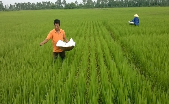 Giá phân bón hôm nay 16/6: Thị trường trầm lắng