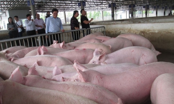 Giá heo hơi hôm nay 18/6: Tăng mạnh ở miền Bắc và miền Nam