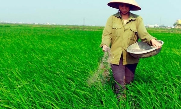 Giá phân bón hôm nay 18/6: Hoạt động giao dịch tiếp tục chậm