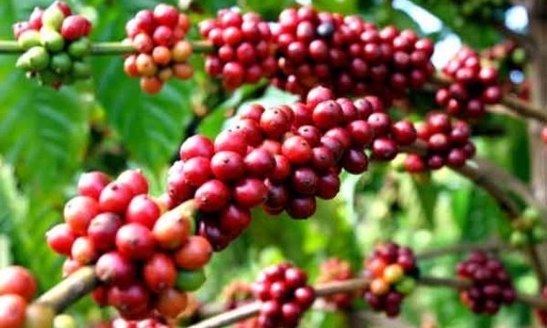 Giá cà phê hôm nay 20/6: Hai sàn thế giới biến động trái chiều