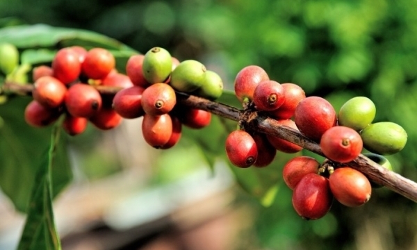 Giá cà phê hôm nay 21/6: Thị trường trong nước tăng 500 đồng/kg