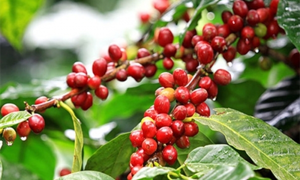 Giá cà phê hôm nay 25/6: Thị trường trong nước giảm mạnh