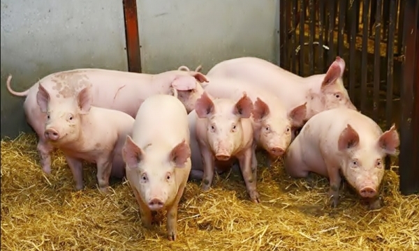 Giá heo hơi hôm nay 25/6: Ghi nhận tăng ở miền Bắc, miền Trung